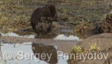 Video of Nutria